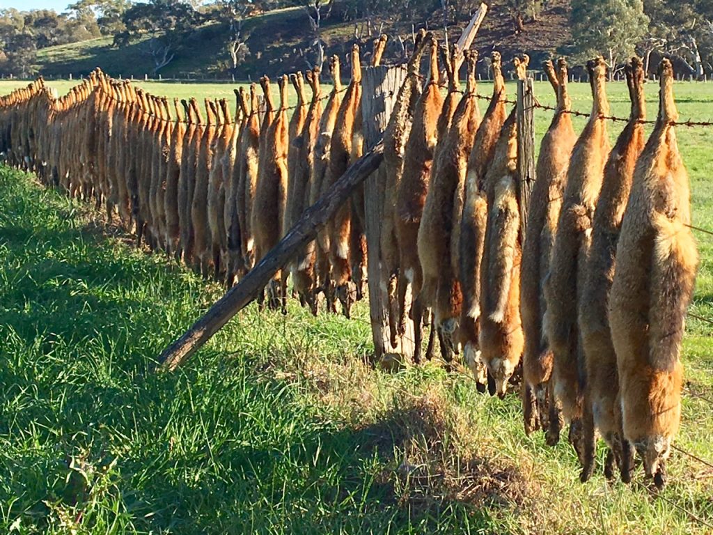 This fresh kill of about 120 foxes fetch a bounty of $10 each. Good spotting, Anne!