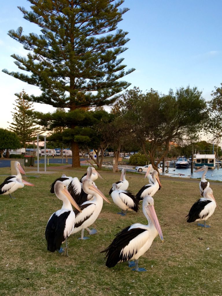 Forster's resident pelican pod.