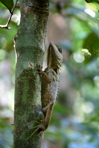 This Boyd's Forest Dragon is one of the more stunning lizards found in this rainforest.