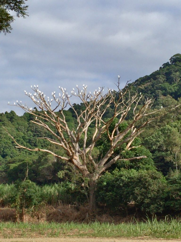 The cockatoos tend to gather here each morning.