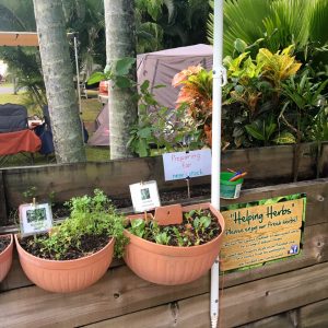 A community herb garden maintained by fellow transients is an extraordinary asset at Coconuts.