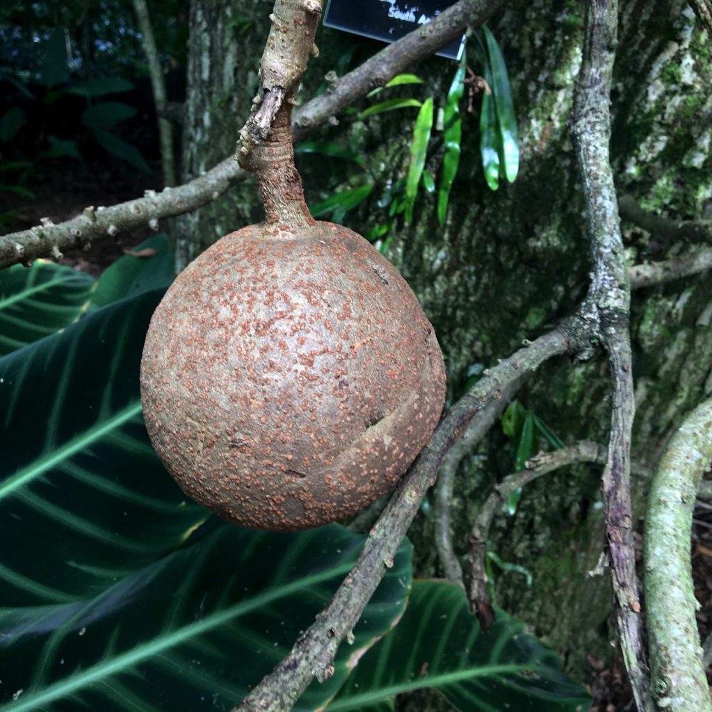 Cannonball tree