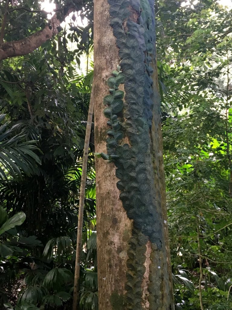 Shingle plant