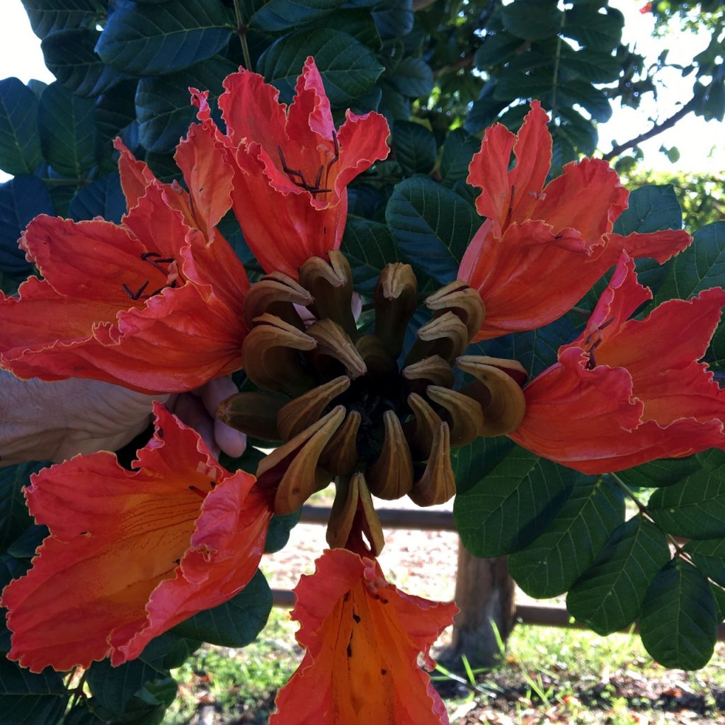The West African tulip blooms are out-of-control.
