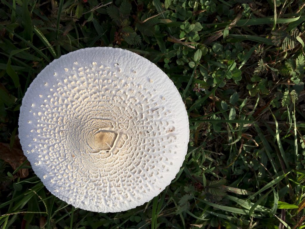 A beautifully tempting wild mushroom.