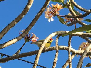 Pretty bird on a frangipani