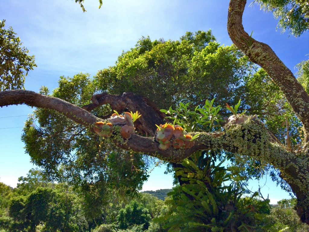 Button orchid (r) and staghorn (l) 