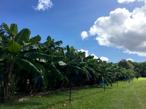 A banana grove at the Daintree Ice Cream Company property.