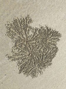 Bubbler crabs produce the beautiful patterns found on many Aus beaches. 