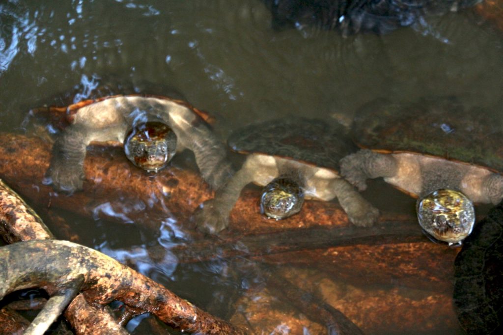 Paronella Park turtle