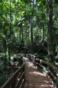 One of the typical Daintree boardwalks.