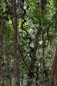 More interesting twisted vines.