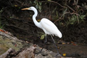 Egret