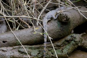 A baby crocodile has a 10% chance of survival.