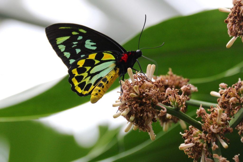 Australian Butterfly Sanctuary has a breeding