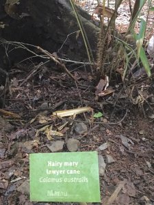 The Hairy Mary (no relation) is one of the vicious rainforest plants. Don't rub against this one.