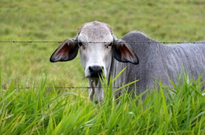 The Brahma is easily identified by the hump on its back. It supplies the region with beef.