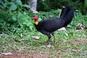 The bush turkey seemed to show up everywhere. They tend to travel solo and they rustle in the bush, always starling me as I hoped for something more interesting.