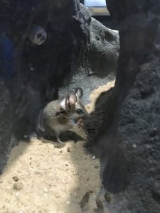 Except for this dunnart, the Julia Creek dunnarts are protected inside a 7.5 kilometre fenced area.