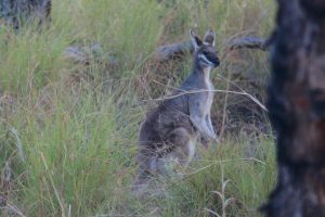 Pretty-faced Wallaby
