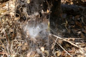 A funnel-web spider built this creepy web. They are venomous insects and best avoided.