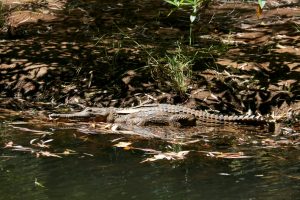 Fresh water crocs inhabit this gorge but apparently they aren't a threat and our guide swims in these waters regularly.