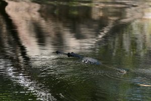Eventually she took off for a swim. The afternoon tour group didn't see a single croc.