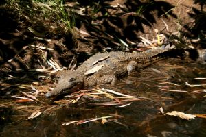 This two-metre female was sunning herself on the bank and we didn't seem to phase her.
