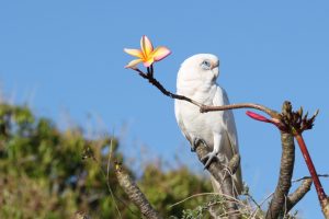 This cockatoo's yellow crest is superseded by the gardenia.
