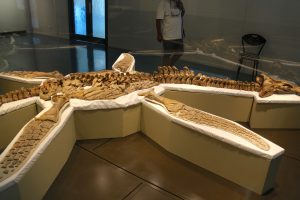 dinosauer