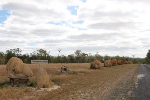 These termite mounds line the entrance to Jaques Coffee Plantation.
