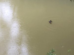 Our first platypus sighting in the wild at Petersen Creek viewing platform.