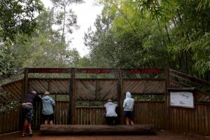 The platypus blind at Petersen Creek.