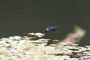Another platypus sighting at Tarzali Lakes Park.