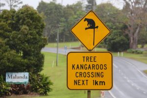 roo crossing