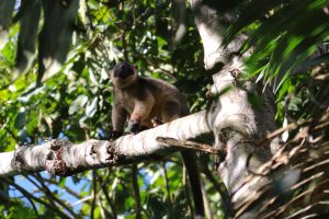tree roo3