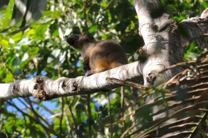 The prize wildlife sighting was the Tree Kangaroo. They are extremely elusive but they are territorial so if one is sighted in an area, that's probably where you will find him again if you are persistent and lucky.
