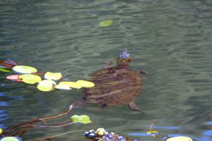 This looks like a turtle, but we are told its a terrapin. This one spends most of its time in water.