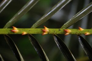 The dreaded Wait-a-While Palm can deliver a surprise sting.