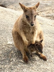 At Granite Gorge this wallaby and joey were so friendly it was as though people were feeding them. Turns out they were!