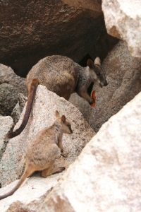 The rock wallabys here like carrots. Wonder where they get these.