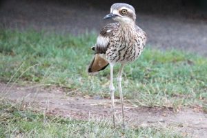 When on the hunt for a mate the stone curlew emits a scream that sounds like a infant crying. The fact that they are elusive and generally nocturnal made it especially thrilling when Joe captured these images early one evening.