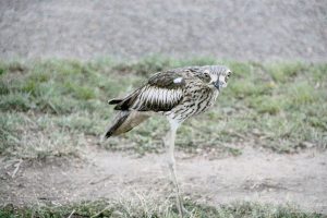 The fact that they are elusive and generally nocturnal made it especially thrilling when Joe captured these images early one evening