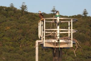 A sea eagle observes his field of prey.