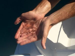 Skipper Chris displays a non-venomous jellyfish in his hands with his beautiful long fingers.