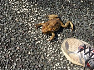 The cane toad was introduced her in order to control the pests that living in the cane fields. They take over in parts of FNQ. They live underground and come out after it rains. 