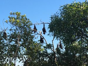 Flying foxes have made their home in Yeppoon's estuary.
