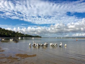 These pelicans are only hanging around because there are fishers in the area.