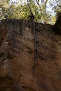A tree roots itself to the outside of this rock wall. It's only about 30 metres long.