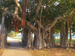 The amazing curtain figs along this path. There were dozens of "roots" coming from one tree.
